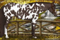Horse Color:Liver Chestnut Near Leopard 