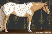 Horse Color:Palomino Appaloosa