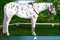 Horse Color:Black Sabino Appaloosa 