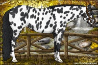 Horse Color:Black Near Leopard 