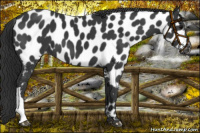 Horse Color:Black Near Leopard 