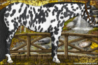 Horse Color:Black Appaloosa