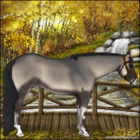 Horse Color:Blue Onyx Roan 