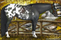 Horse Color:Black Appaloosa