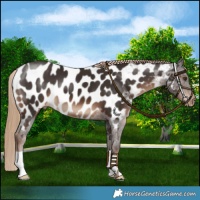 Horse Color:Liver Chestnut Near Leopard 