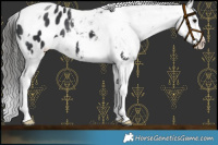 Horse Color:Black Tobiano Appaloosa 