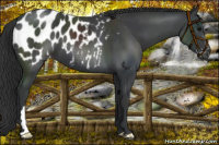 Horse Color:Black Appaloosa