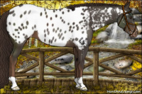 Horse Color:Liver Chestnut Appaloosa