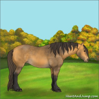 Horse Color:Buckskin 