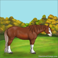 Horse Color:Chestnut Splash 