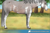 Horse Color:Liver Chestnut Sabino Varnish 