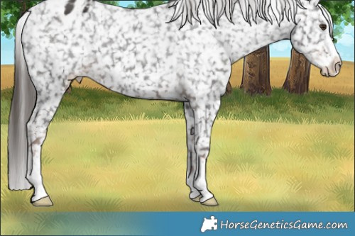 Horse Color:Liver Chestnut Sabino Appaloosa