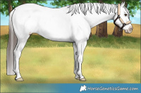 Horse Color:Liver Chestnut Near Leopard 