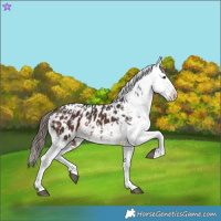Horse Color:Bay Appaloosa  and Bay Splash Appaloosa 