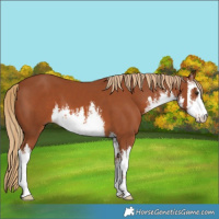 Horse Color:White Spotted Chestnut 