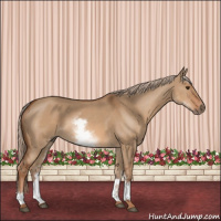 Horse Color:White Spotted Red Dun 