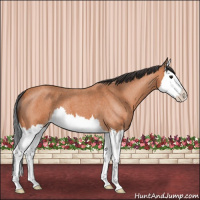 Horse Color:Bay Roan Splash 