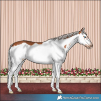 Horse Color:Silver Bay Splash Frame