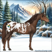 Horse Color:Liver Chestnut Appaloosa 