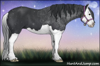 Horse Color:Black Splash 