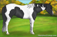 Horse Color:Black Tobiano 