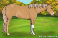 Horse Color:Palomino 