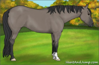 Horse Color:Grullo 