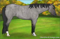Horse Color:Grullo Roan 