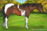 Horse Color:Bay Tobiano 