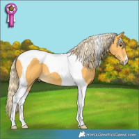Horse Color:Palomino Tobiano