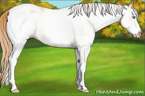 Horse Color:White Spotted Gold Champagne 