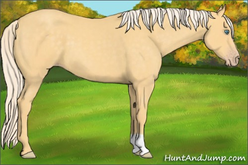 Horse Color:Gold Cream Champagne 