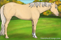 Horse Color:Gold Cream Champagne 