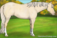 Horse Color:Gold Cream Champagne Roan