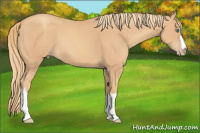 Horse Color:Gold Champagne