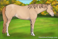 Horse Color:Gold Champagne 