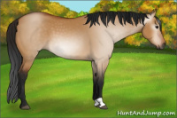 Horse Color:Gray Bay Dun