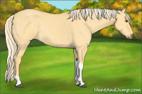 Horse Color:Palomino Dun Tobiano 
