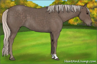 Horse Color:Silver Blue Roan