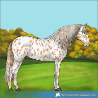Horse Color:Chestnut Appaloosa