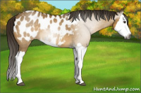 Horse Color:Gray Buckskin Dun Splash Appaloosa