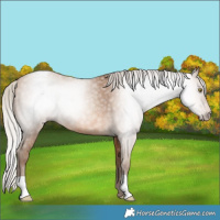 Horse Color:Gray Silver Amber Champagne Appaloosa Rabicano 