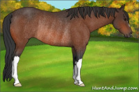 Horse Color:Bay Rabicano 