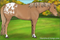 Horse Color:Chestnut Appaloosa 