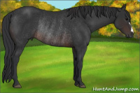 Horse Color:Brown Rabicano