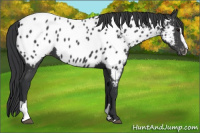 Horse Color:Black Sabino Near Leopard 