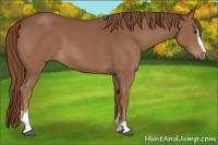 Horse Color:Chestnut Sabino 