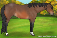 Horse Color:Bay Roan
