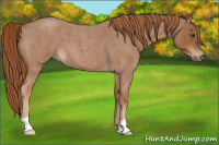 Horse Color:Red Roan 