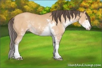 Horse Color:Amber Champagne Sabino 